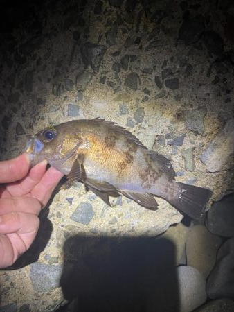 メバル釣れてます！