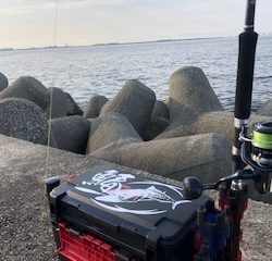 朝一 イワシ ボイル