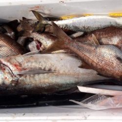 康仁丸・中深海・釣り果