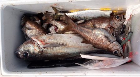 康仁丸・中深海・釣り果