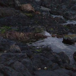 メバル入れ食い