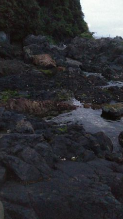 メバル入れ食い