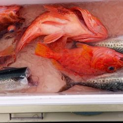 康仁丸・ジギング釣り果