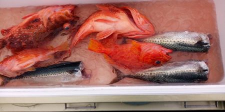 康仁丸・ジギング釣り果