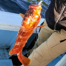 内之浦スーパーライトジギング釣果