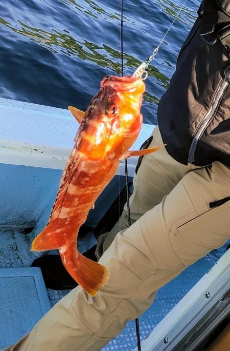 内之浦スーパーライトジギング釣果