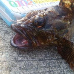 釣りデビュー 154日目