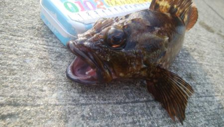 釣りデビュー 154日目