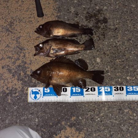 2021初メバリング