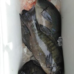 フカセ‥最高ですネ・・