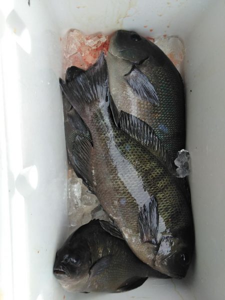 フカセ‥最高ですネ・・