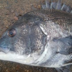 釣りデビュー 155日目