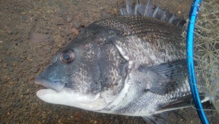 釣りデビュー 155日目