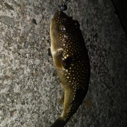 間もなくシーズンオフ？