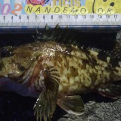 釣りデビュー 157日目