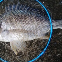 釣りデビュー　158日目