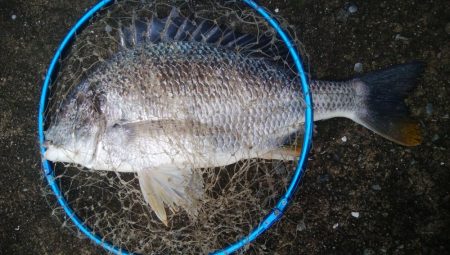 釣りデビュー　158日目