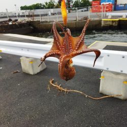 タコ釣り