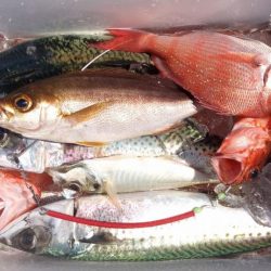 康仁丸・釣り果