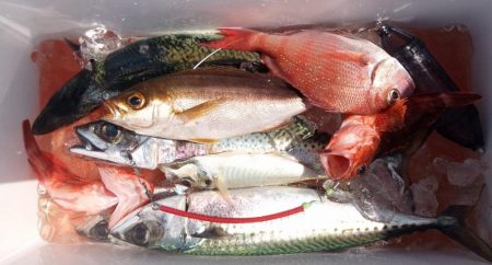 康仁丸・釣り果