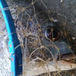 釣りデビュー 161日目