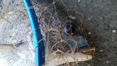 釣りデビュー 161日目