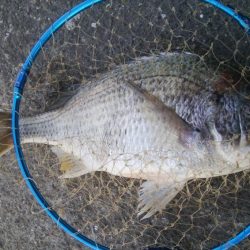 釣りデビュー 162日目