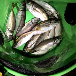 大雨後のアジングは釣れる