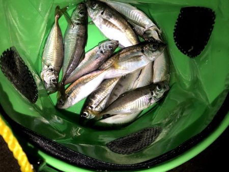 大雨後のアジングは釣れる