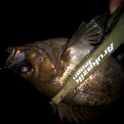 二匹目のドジョウ