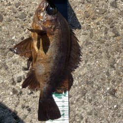 A.P.Pフィッシングガイドサービス　ライトゲームにRIDEON！