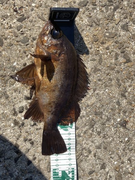 A.P.Pフィッシングガイドサービス　ライトゲームにRIDEON！