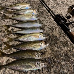 A.P.Pフィッシングガイドサービス　雨の影響残る中、アジングへRIDEON！