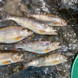 久しぶりの渓流～