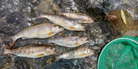 久しぶりの渓流～