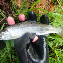 雨後の渓流釣り