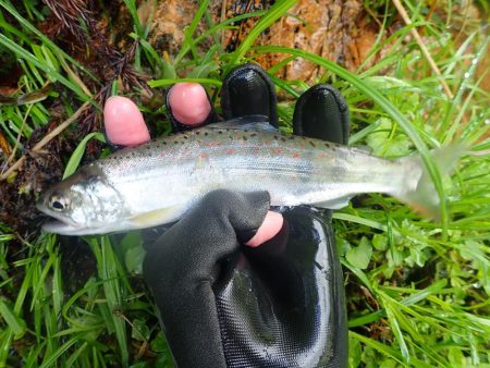 雨後の渓流釣り