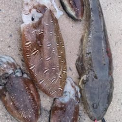 デカモンゴエギング