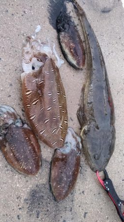 デカモンゴエギング