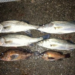 メバルプラッギング