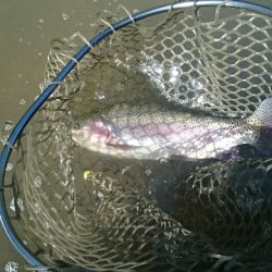 フィッシングエリア帝釈 釣果