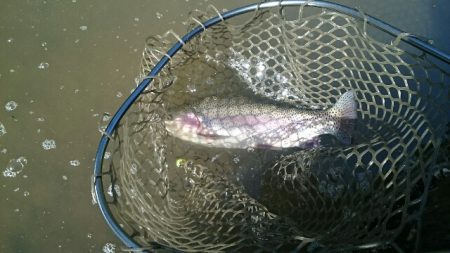 フィッシングエリア帝釈 釣果