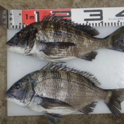 のとじま臨海公園海づりセンター 釣果