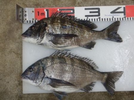 のとじま臨海公園海づりセンター 釣果