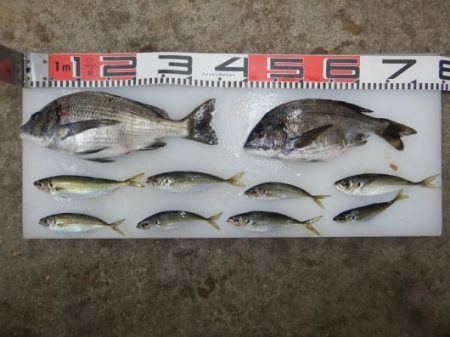 のとじま臨海公園海づりセンター 釣果