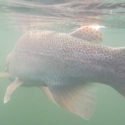 フィッシングレイクたかみや 釣果