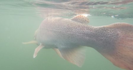 フィッシングレイクたかみや 釣果