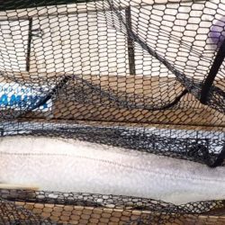 フィッシングレイクたかみや 釣果