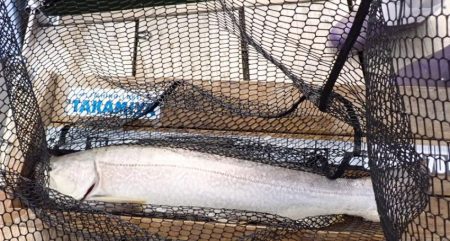 フィッシングレイクたかみや 釣果