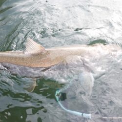 フィッシングレイクたかみや 釣果